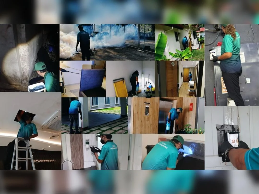 Cedar Pest Management pest control in Sentul